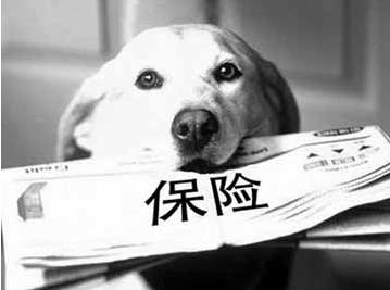 寵物保險怎么挑選？有寵物的你確定不了解一下？